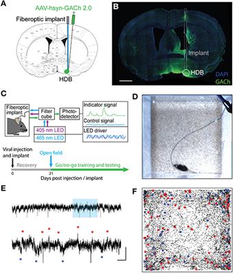 Dynamic Cholinergic Tone in the Basal Forebrain Reflects Reward-Seeking and Reinforcement During Olfactory Behavior